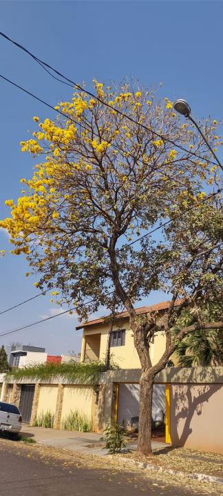 Foto 29 de 31 — Florada dos ipês dá novo colorido a Araraquara e internautas enviam fotos; veja